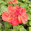 Geranium Pelargonium zonale Americana 'Coral'