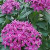 Pentas lanceolata Graffiti 'Ultra Violet'