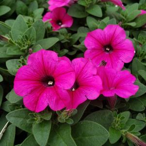 Petunia Superpetunia 'Durabloom Hot Pink'