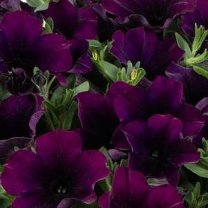 Petunia Superpetunia 'Capella Mulberry'