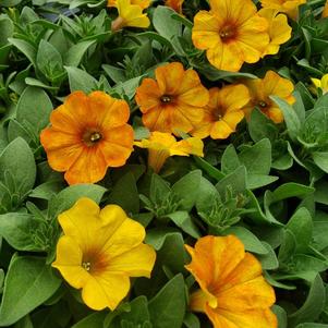 Petunia Superpetunia 'Petchoa Supercal Sunset Orange'