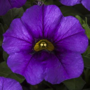 Calibrachoa hybrid Callie 'Blue'