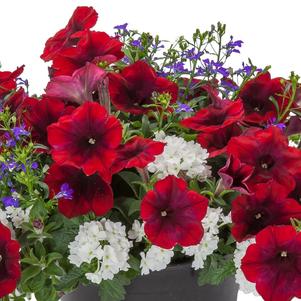 Color Kissed Combo 'That's The Spirit'