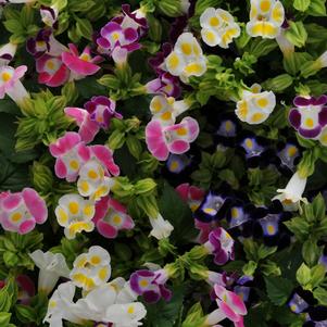 Torenia Kauai 'Kauai Mix'