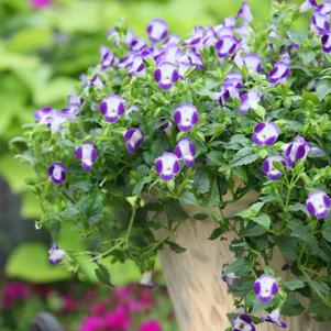 Torenia Summer Wave 'Blue'
