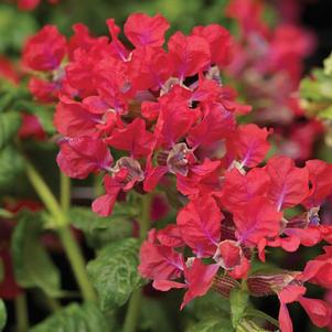 Cuphea llavea Sriracha 'Rose'