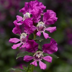 Cuphea llavea Sriracha 'Violet'