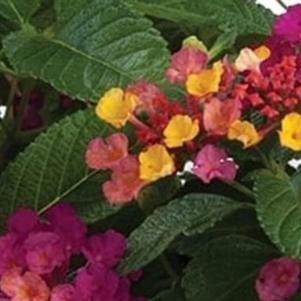 Lantana camara Gem 'Diva Pink'