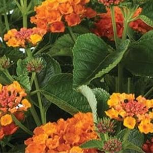 Lantana camara Gem 'Citrine'