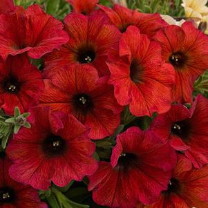 Petunia Superpetunia 'Petchoa Bordeaux'