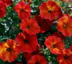 Petunia Superpetunia 'Petchoa Red Maple'