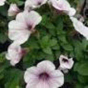 Petunia Superpetunia 'Durabloom Silver'
