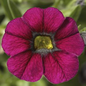 Calibrachoa hybrid Callie 'Burgundy'