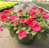 Petunia hybrida FotoFinish 'Red'
