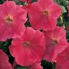 Petunia hybrida FotoFinish 'Salmon'