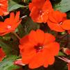 Impatiens hybrida hort Sunpatiens Compact 'Electric Orange'