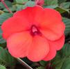 Impatiens hybrida hort Sunpatiens Compact 'Hot Coral'