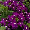 Verbena