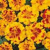 French Marigold