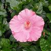 Tropical Hibiscus