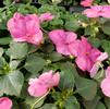 Impatiens