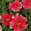 Single Grandiflora Petunia