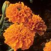 Marigold French Janie 'Tangerine'