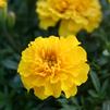 Marigold French Janie 'Bright Yellow'