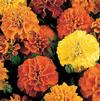 Marigold French Janie 'Mix'