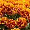 Marigold French Janie 'Flame'