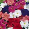 Petunia Bravo 'Mix'