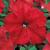 Petunia Bravo 'Red'