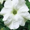 Petunia Bravo 'White'
