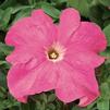 Petunia Bravo 'Pink'