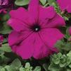 Petunia Bravo 'Purple'