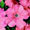 Petunia Bravo 'Salmon'
