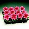 Petunia Bravo 'Salmon Vein'