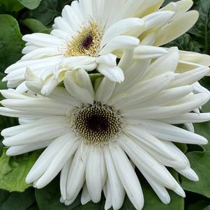 Gerbera jamesonii Colorbloom 'White with Dark Eye'