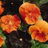 Pansy (Viola x Wittrockiana) Ball Mixer 'Scaredy Cat Mix'