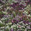 Alyssum Easter Bonnet Easter Basket 'Mix'