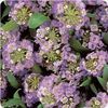 Alyssum Easter Bonnet 'Violet'