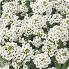 Alyssum Easter Bonnet 'White'