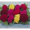 Celosia Amigo 'Mix'