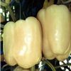 Vegetable Pepper 'Ivory Sweet'