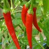 Vegetable Pepper 'Thai Dragon'