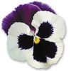 Pansy (Viola x Wittrockiana) Designer Collection 'Cherry Cream'