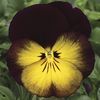 Pansy (Viola x Wittrockiana) Designer Collection 'Midnight Sun'