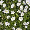 Purslane White