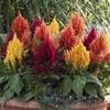 Celosia Plumosa Fresh Look 'Mix'
