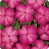 Impatiens Walleriana Dazzler 'Rose Swirl'